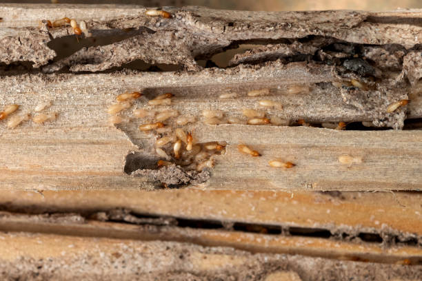 Best Cockroach Control Services  in Fernandina Beach, FL