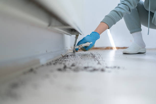 Wasp Removal Services in Fernandina Beach, FL